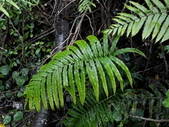 Blechnum triangularifolium