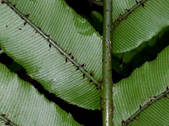 Blechnum triangularifolium
