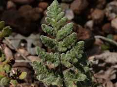 Cheilanthes brownii