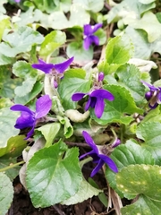 Viola cornuta