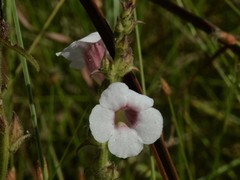Centranthera cochinchinensis