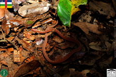 Dasypeltis