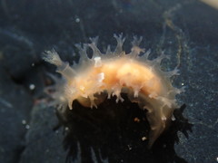 Tritonicula myrakeenae