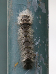 Paralebeda plagifera