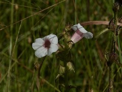Centranthera cochinchinensis