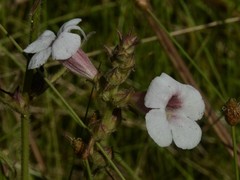 Centranthera cochinchinensis