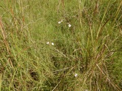 Centranthera cochinchinensis