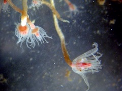 Ectopleura crocea