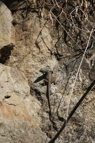 Wui’s Rock Agama