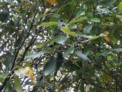 Pittosporum ralphii