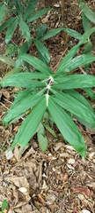 Calamus viminalis