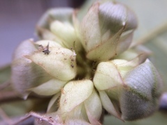 Macroscepis cornejoi