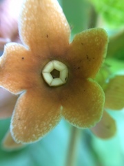 Macroscepis cornejoi