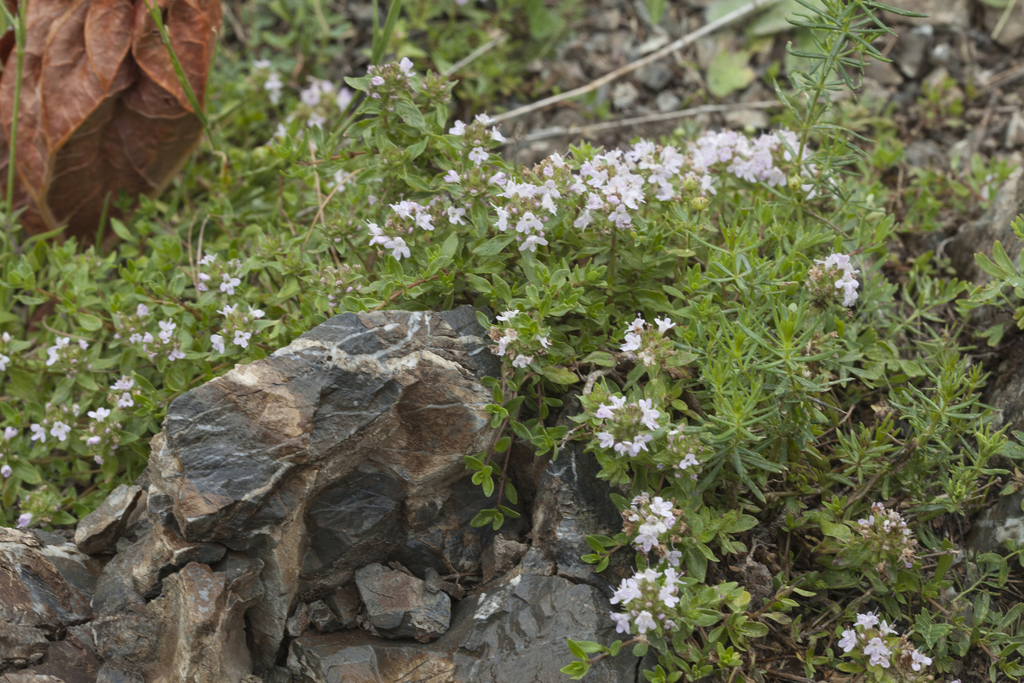 Thymus dmitrievae