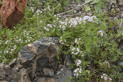 Thymus dmitrievae