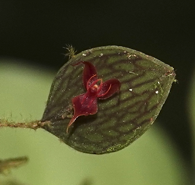 Lepanthes aguirrei