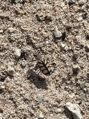 Chaetodera regalis