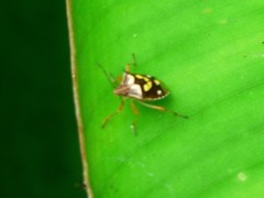 Oebalus poecilus
