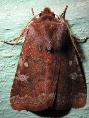 Cerastis tenebrifera