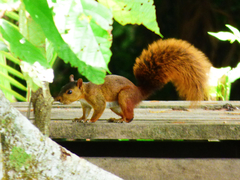 Sciurus spadiceus