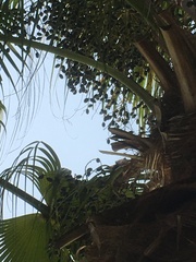 Livistona chinensis