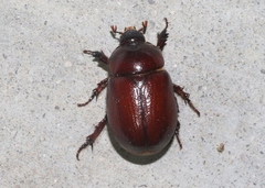 Oxygrylius ruginasus