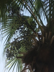 Livistona chinensis