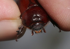 Oxygrylius ruginasus