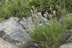 Silene kuschakewiczii