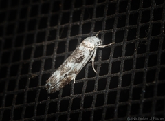 Lichenaula choriodes