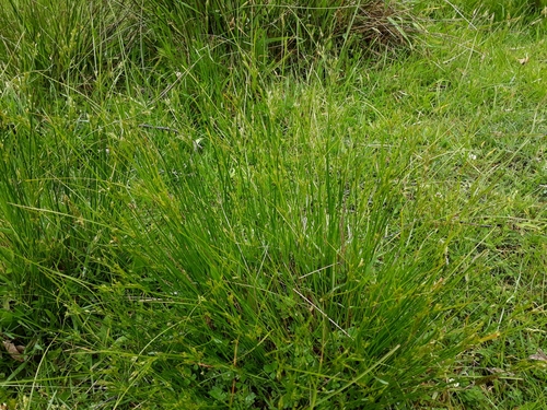 Variety Juncus tenuis tenuis · iNaturalist