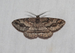 Pterospoda nigrescens