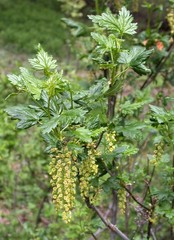 Ribes magellanicum