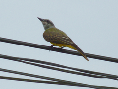 Tyrannus melancholicus