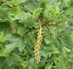 Ribes magellanicum