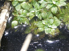 Callitriche obtusangula