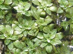 Callitriche obtusangula