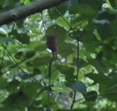 Tarsius spectrumgurskyae