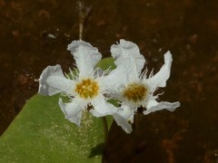 Nymphoides spongiosa