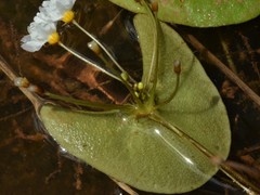 Nymphoides spongiosa