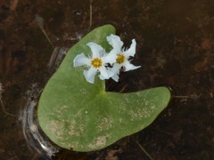 Nymphoides spongiosa