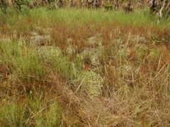 Nymphoides spongiosa