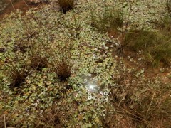 Nymphoides spongiosa