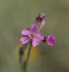 Silene diversifolia