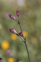 Silene diversifolia