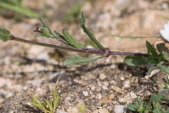 Silene diversifolia