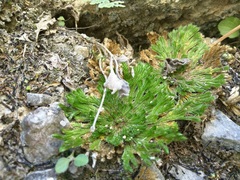 Selaginella pilifera