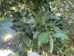 Cinnamomum kotoense