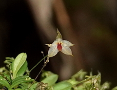 Platystele caudatisepala
