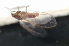 Bactericera albiventris